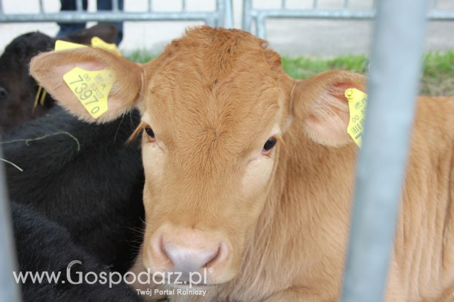 VII Ogólnopolska Wystawa Bydła Hodowlanego - 101