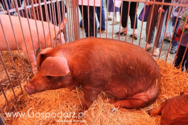 XX Targi Rolnicze Lubniewice