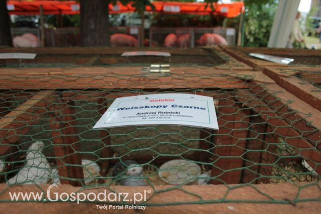 Gołębie Weisskopy Czarne