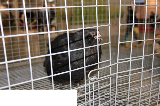 Foto reportaż z Międzynarodowych Targów Hodowli Zwierząt FARMA