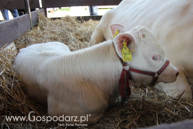 Bydło - Szepietowo 2012 XIX Regionalna Wystawa Zwierząt Hodowlanych - 34