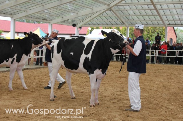 VII Ogólnopolska Wystawa Bydła Hodowlanego - 45