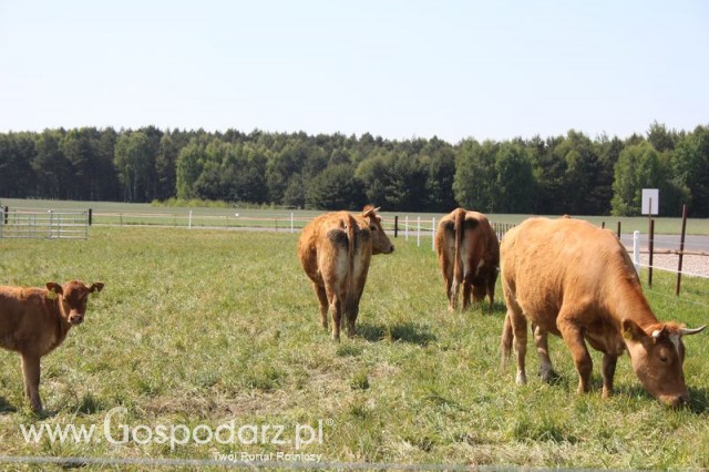 Wypas bydła zdjęcie nr 10