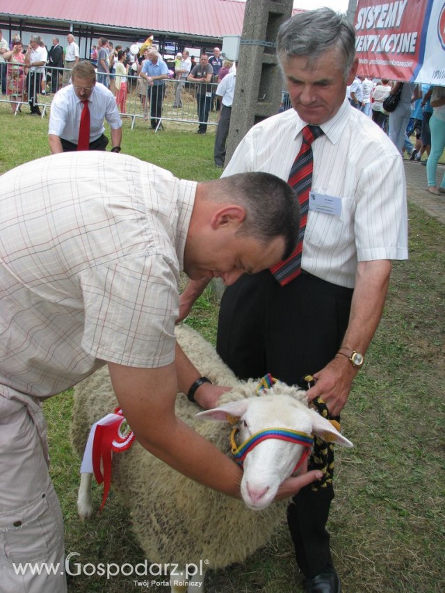 Owce - Szepietowo 2012 XIX Regionalna Wystawa Zwierząt Hodowlanych - 22