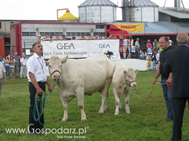 Bydło - Szepietowo 2012 XIX Regionalna Wystawa Zwierząt Hodowlanych - 54