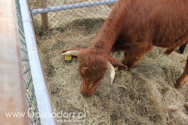 XX Targi Rolnicze Lubniewice