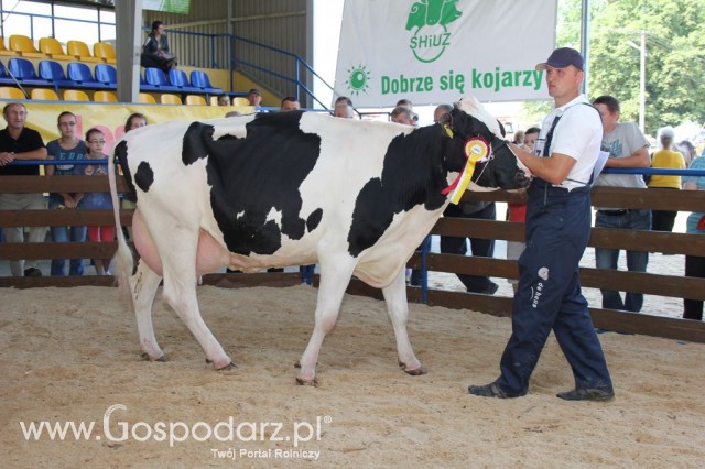 Bydło - Szepietowo 2012 XIX Regionalna Wystawa Zwierząt Hodowlanych - 46