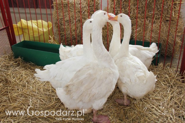 Drób - Szepietowo 2012 XIX Regionalna Wystawa Zwierząt Hodowlanych - 29