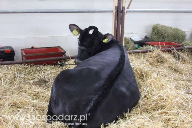 VII Ogólnopolska Wystawa Bydła Hodowlanego - 73