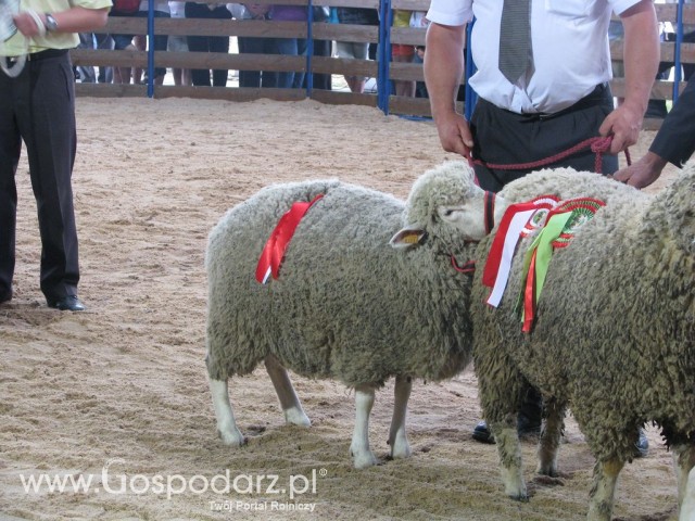 Owce - Szepietowo 2012 XIX Regionalna Wystawa Zwierząt Hodowlanych - 40