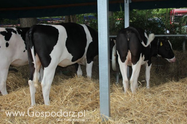 Wystawa Bydła Mlecznego