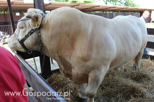 Bydło - Szepietowo 2012 XIX Regionalna Wystawa Zwierząt Hodowlanych - 36