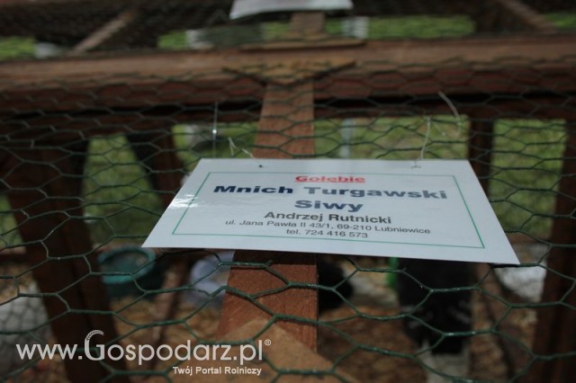 Gołębie Mnich Turgawski Siwy