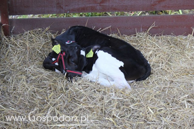 Bydło - Szepietowo 2012 XIX Regionalna Wystawa Zwierząt Hodowlanych - 23