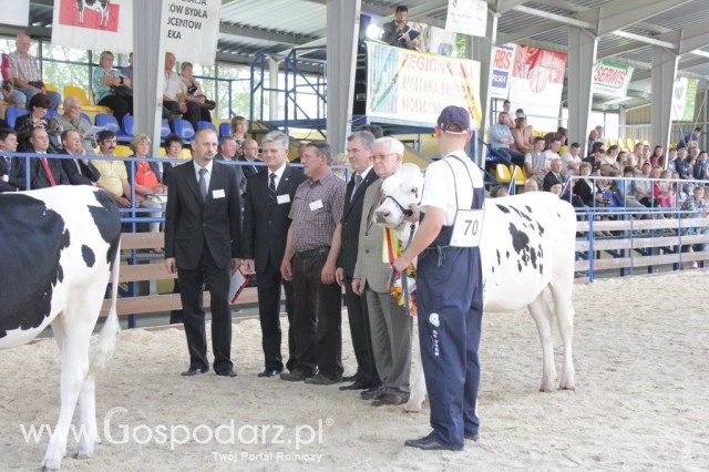 Bydło - Szepietowo 2012 XIX Regionalna Wystawa Zwierząt Hodowlanych - 79