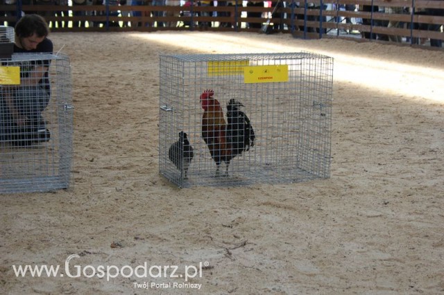 Nagrody - Szepietowo 2012 XIX Regionalna Wystawa Zwierząt Hodowlanych - 48