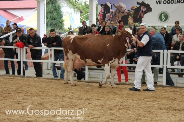 Prezentacja Championów na VII Ogólnopolskiej Wystawie Bydła Hodowlanego w Sielinku 2012 - 11