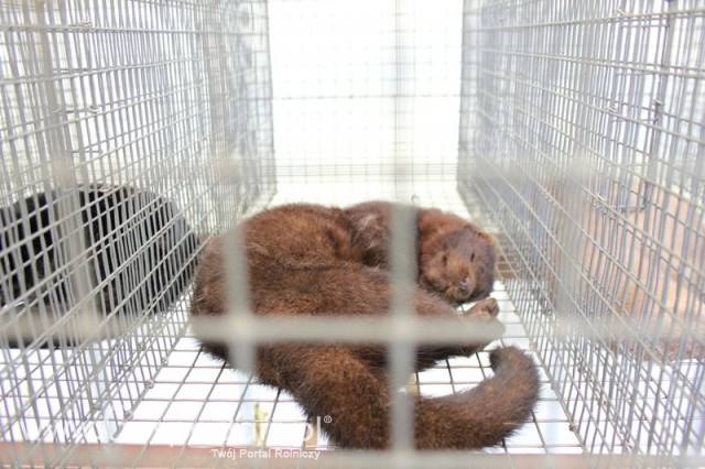 IZOO Balice dzień drugi  - 73