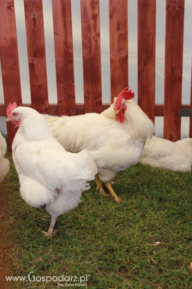 Rhode island white A-33