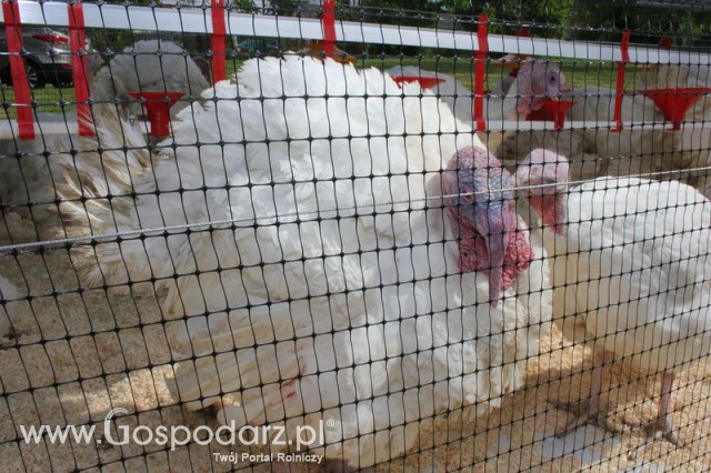 Pierwsze dni indyka w Koźminku