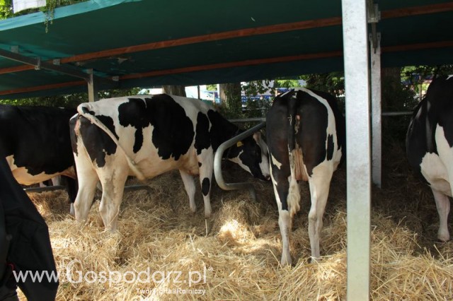 XX Targi Rolnicze Lubniewice 