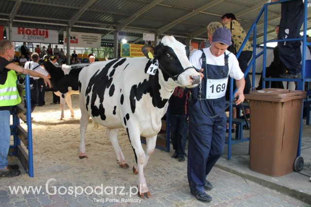 Bydło - Szepietowo 2012 XIX Regionalna Wystawa Zwierząt Hodowlanych - 71