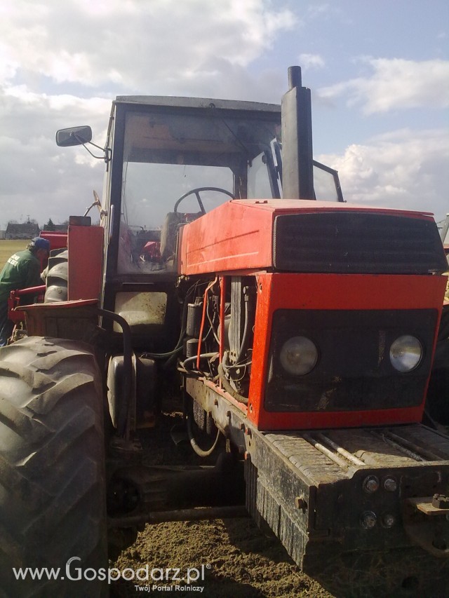 Akcja siew 2012 - 10