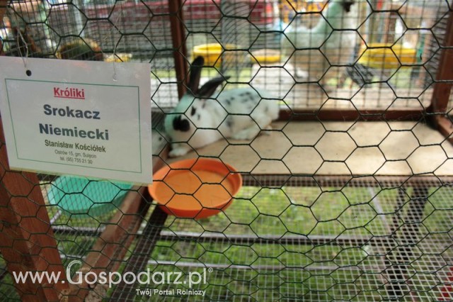 Królik Srokacz Niemiecki