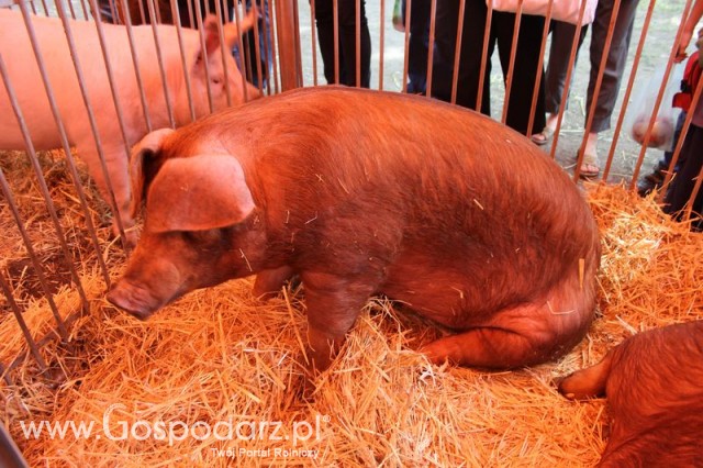 XX Targi Rolnicze Lubniewice