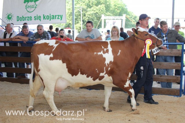 Bydło - Szepietowo 2012 XIX Regionalna Wystawa Zwierząt Hodowlanych - 48