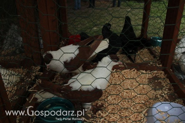 Gołębie Jaskółka Norymberska