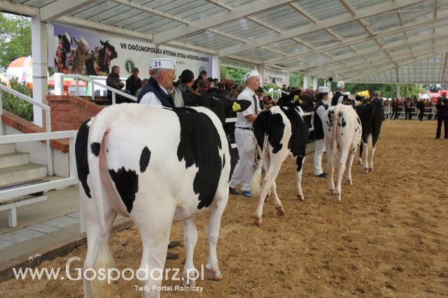 VII Ogólnopolska Wystawa Bydła Hodowlanego - 1