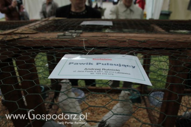 Gołębie Pawik Pulsujący