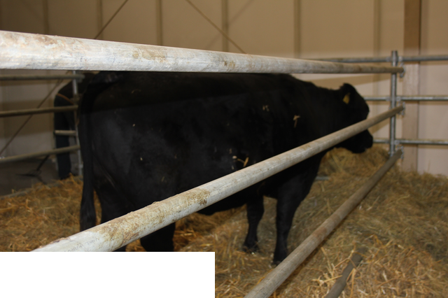 Foto reportaż z Międzynarodowych Targów Hodowli Zwierząt FARMA