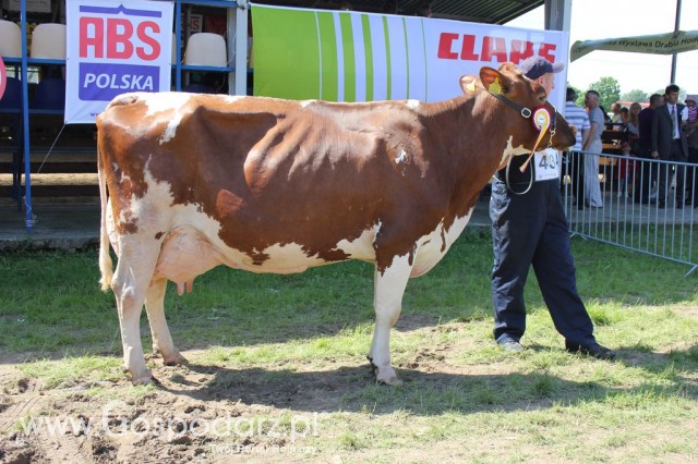 Bydło - Szepietowo 2012 XIX Regionalna Wystawa Zwierząt Hodowlanych - 11
