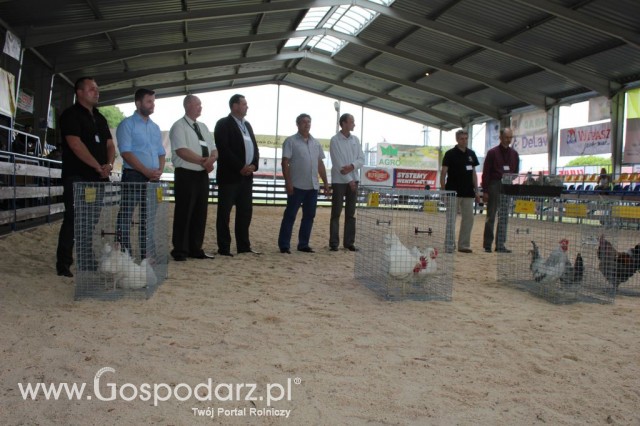 Drób - Szepietowo 2012 XIX Regionalna Wystawa Zwierząt Hodowlanych - 8