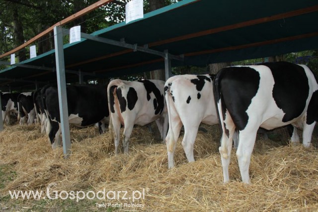 Wystawa Bydła Mlecznego