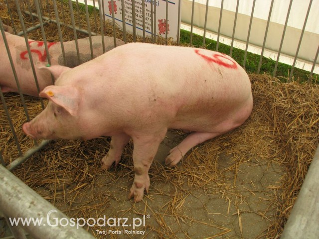 Relacja Foto Agro-Tech Minikowo 2012 - 5