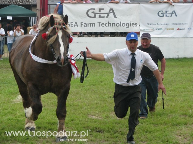 Konie - Szepietowo 2012 XIX Regionalna Wystawa Zwierząt Hodowlanych - 37