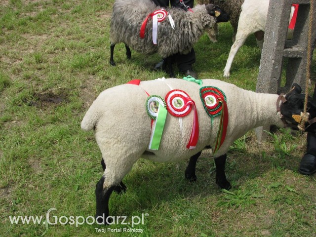 Owce - Szepietowo 2012 XIX Regionalna Wystawa Zwierząt Hodowlanych - 11