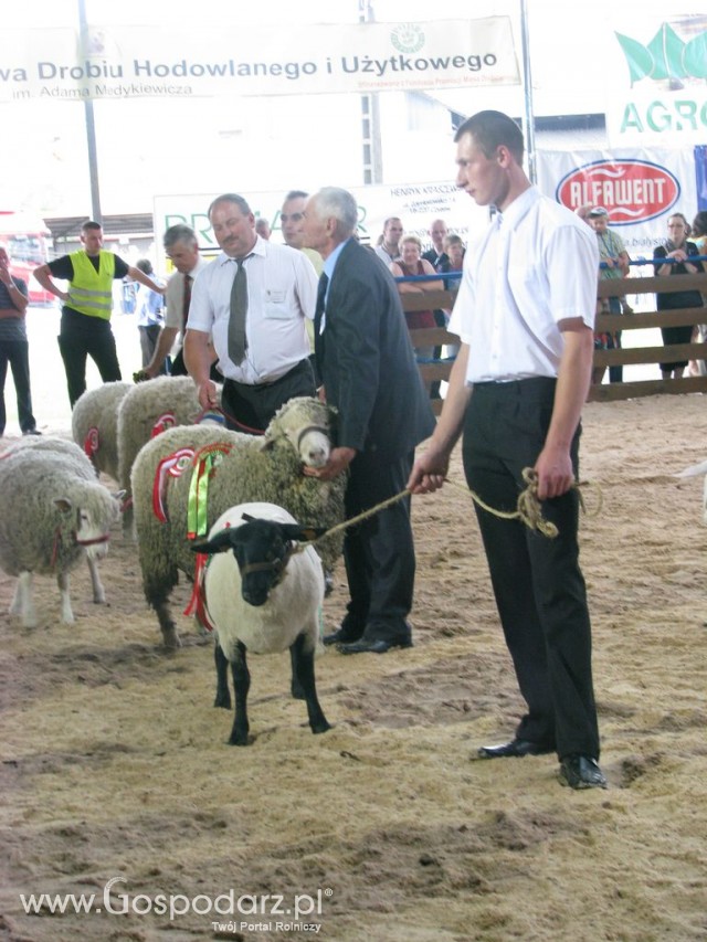 Owce - Szepietowo 2012 XIX Regionalna Wystawa Zwierząt Hodowlanych - 44