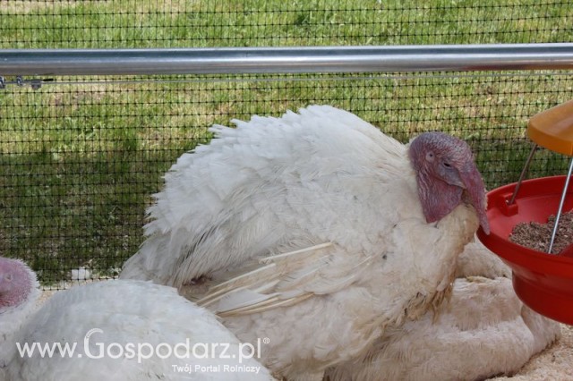 Pierwsze dni indyka w Koźminku