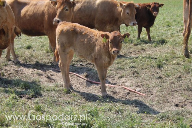 Wypas bydła zdjęcie nr 5