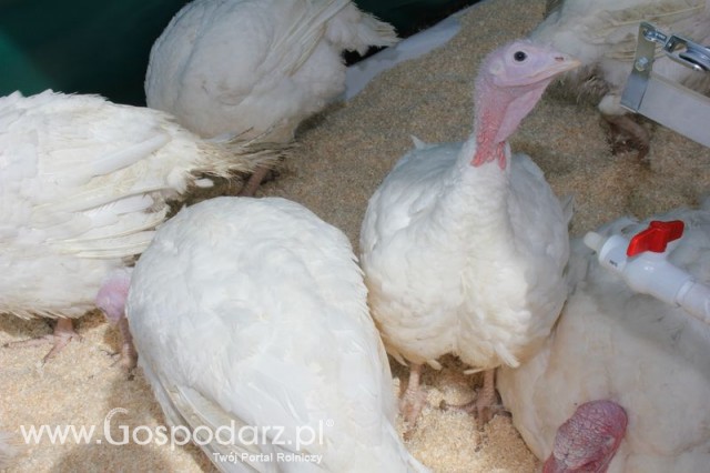 Pierwsze dni indyka w Koźminku