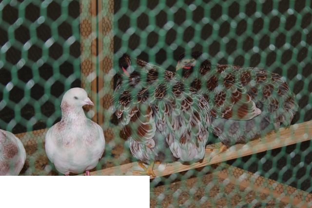 Foto reportaż z Międzynarodowych Targów Hodowli Zwierząt FARMA