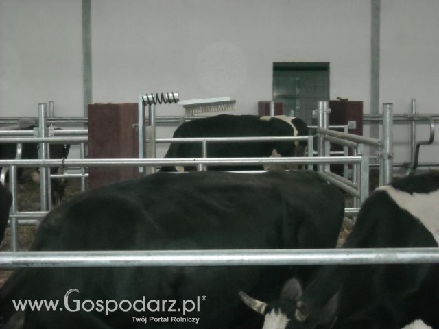 Łaciata czyści się;)