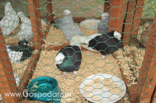 Gołębie Weisskopy Czarne