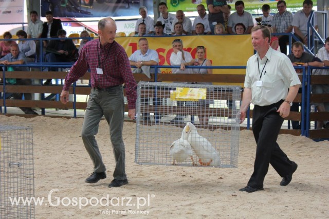 Drób - Szepietowo 2012 XIX Regionalna Wystawa Zwierząt Hodowlanych - 4