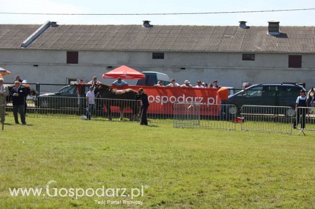 Konie - Szepietowo 2012 XIX Regionalna Wystawa Zwierząt Hodowlanych - 4
