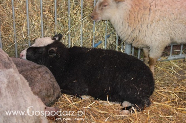 Owce ras górska, wrzosówka, czarnogłówka